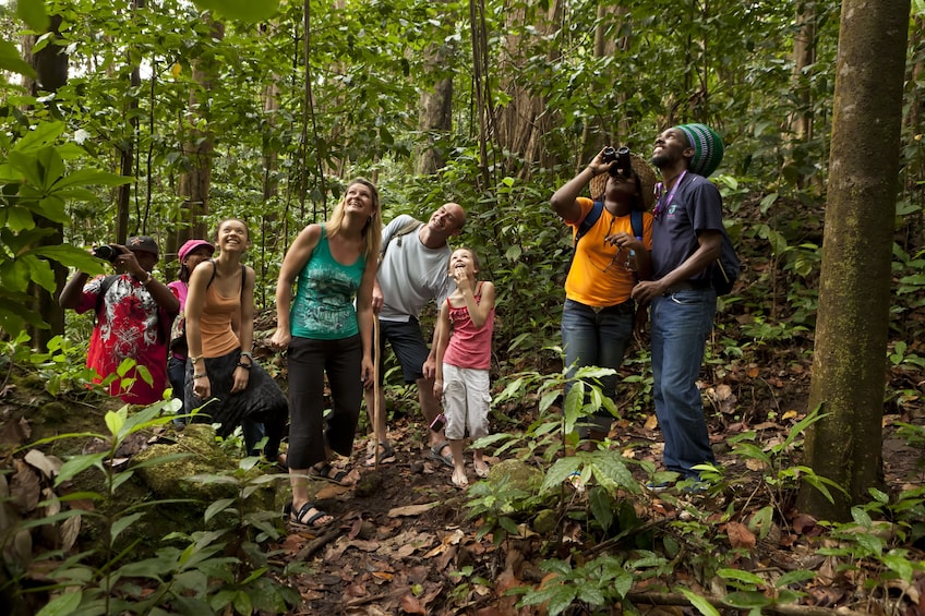 Rainforest Walk