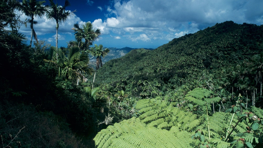 Aerial view of the rainforest and hills of St Lucia