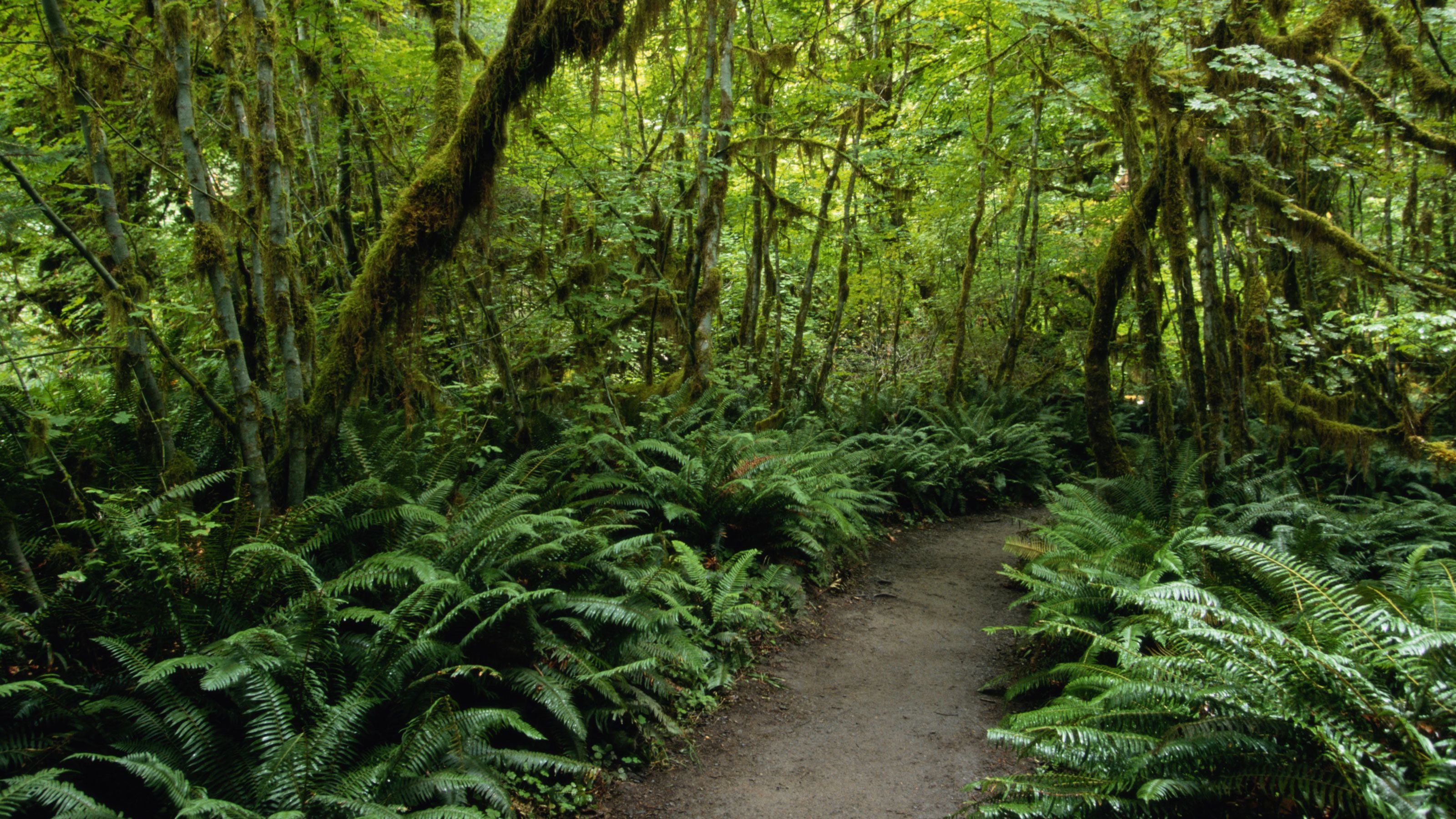 St. Lucia Rainforest Walk