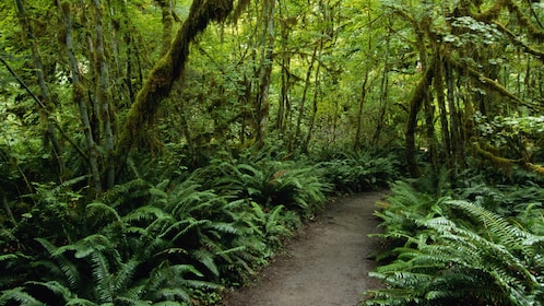 Passeggiata nella foresta pluviale di Santa Lucia