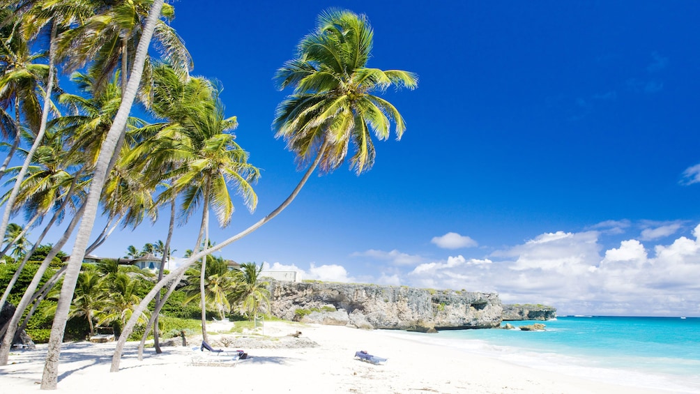 Palm trees along a white sand beach in St Lucia