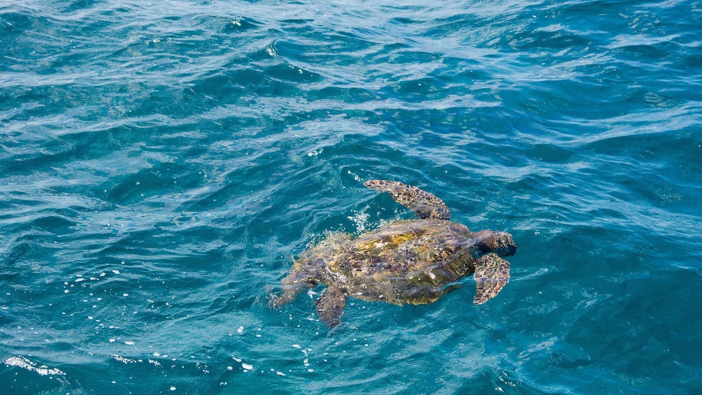 Sea turtle in the water in St Lucia