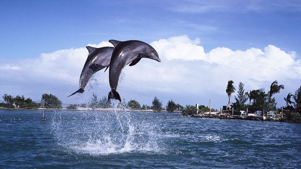 Pair of dolphins leaping out of the water in St Lucia