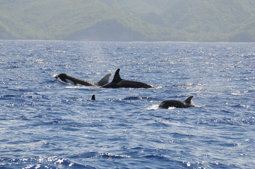 Dolphin & Whale Watching Cruise