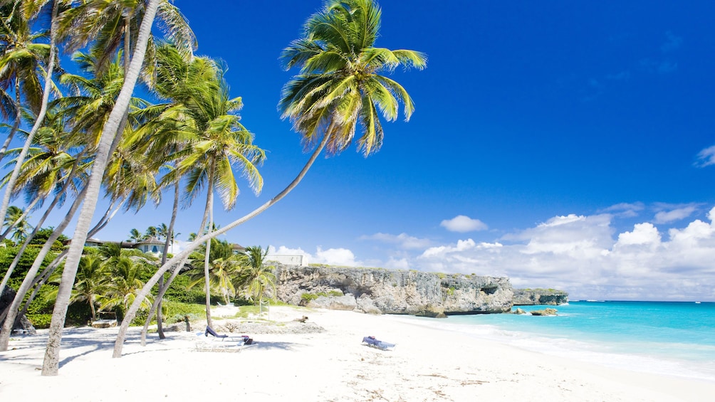 Palm trees along a white sand beache in St Lucia