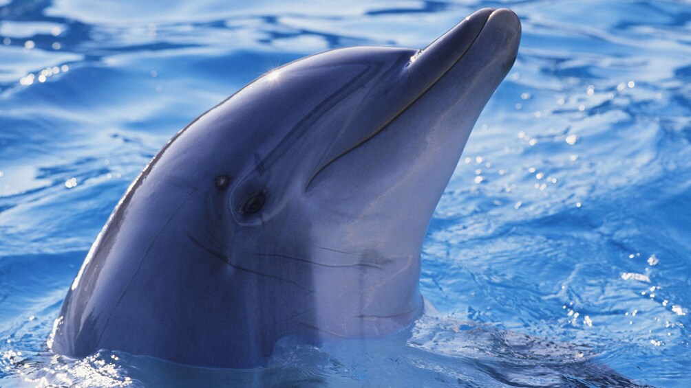 Dolphin poking his head out of the water in St Lucia