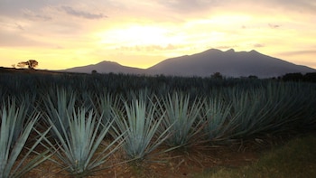 Tequila Distillery Tour
