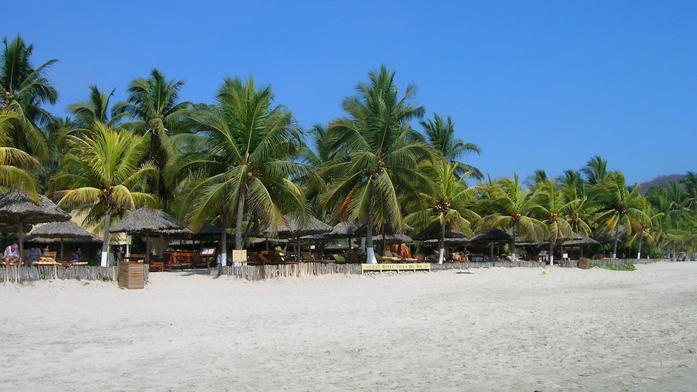 Sandy beach lined with umbrellas and palm trees