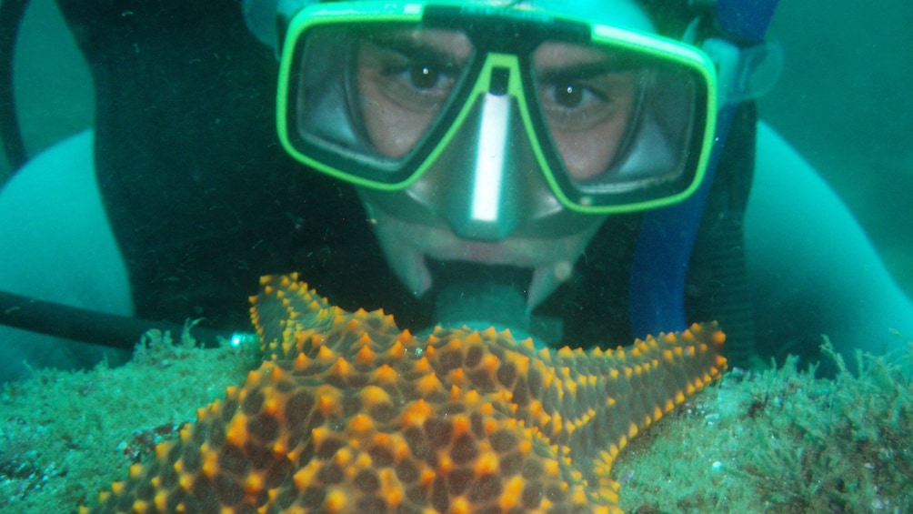 Snorkeler looking at large starfish in Ixtapa