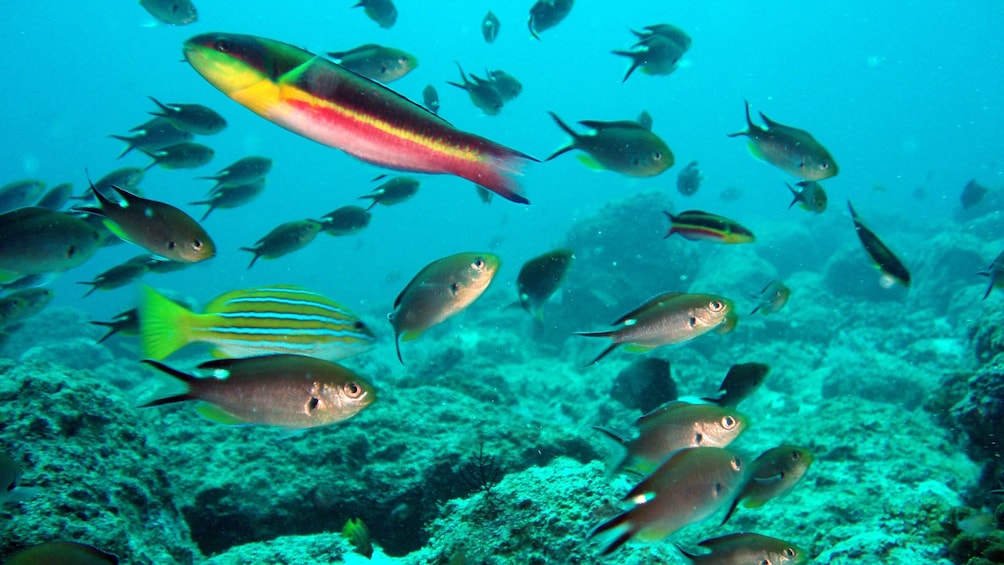 Colorfish and coral reef in Ixtapa