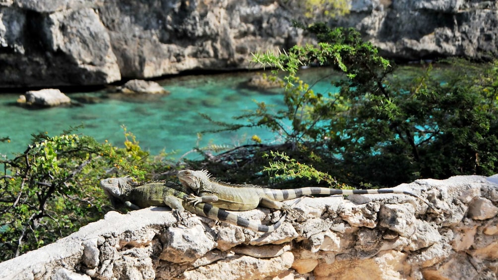 Foto 4 von 5 laden Calming scene of the blue waters and rock formations in Curacao