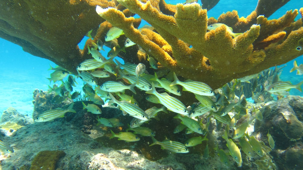 Foto 4 von 5 laden Underwater view of reefs and fish in Curacao