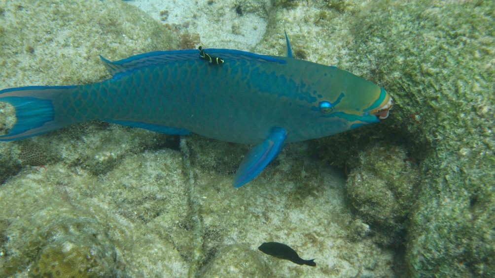 Foto 3 von 5 laden View of a fish in Curacao