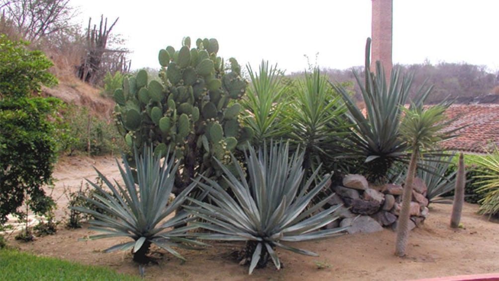 Agave plants at La Vinata Tequila Distillery