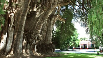 El Tule, Teotitlan Village & Mitla Ruins Tour