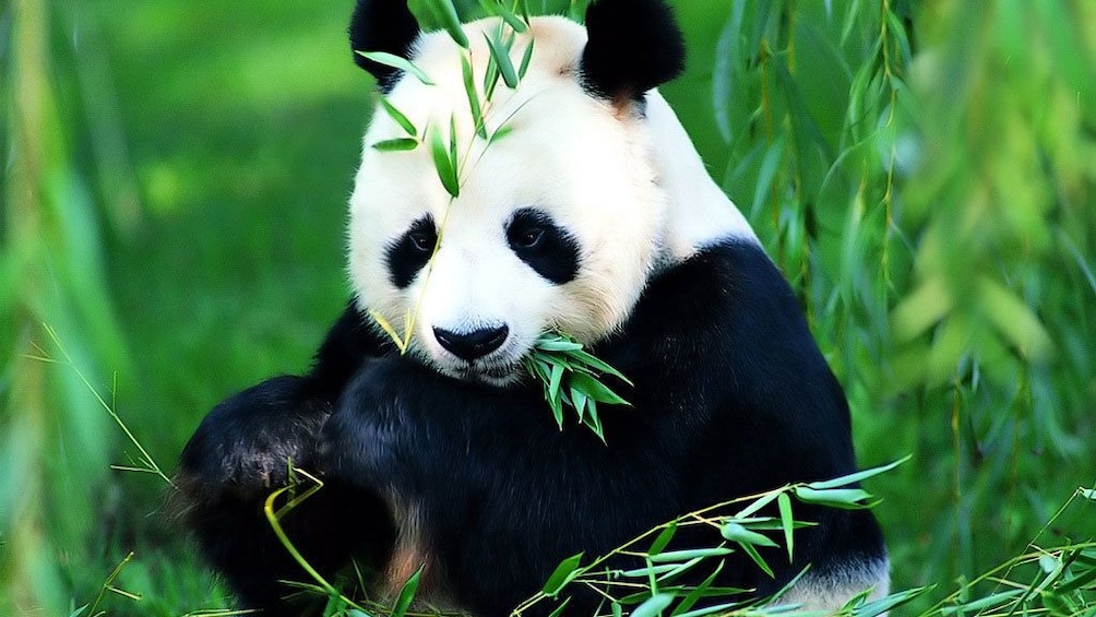 Panda grazing on bamboo leaves in China