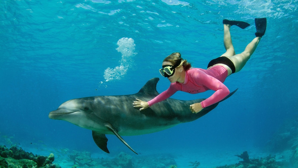 Foto 2 von 8 laden Woman free dives next to dolphin at Dolphin Academy Curacao