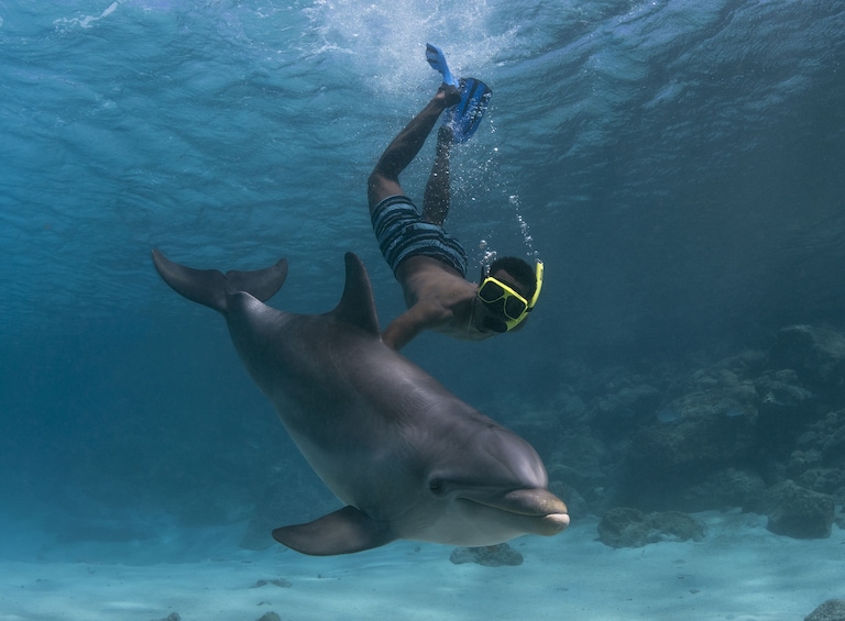 Snorkel & Swim with Dolphins