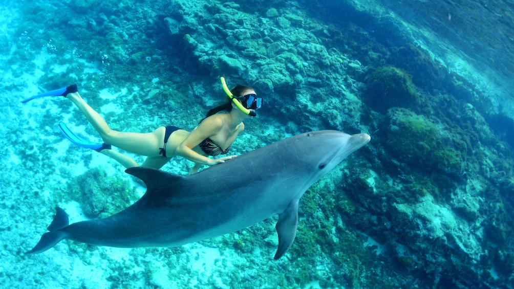 Foto 4 von 8 laden Woman snorkels next to dolphin at Dolphin Academy Curacao
