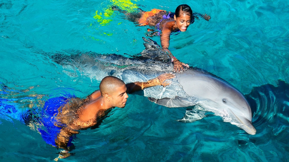 Couple swimming with dolphin at Dolphin Academy Curacao