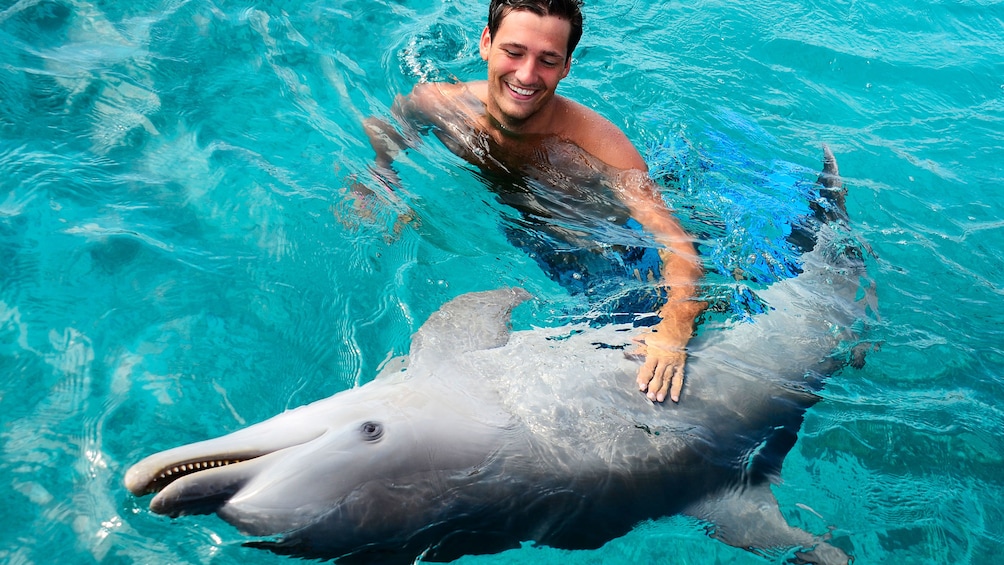 Man swimming with dolphin at Dolphin Academy Curacao