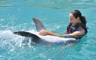 Dolphin Quest