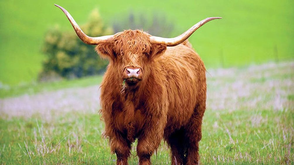 highland cattle in edinburgh