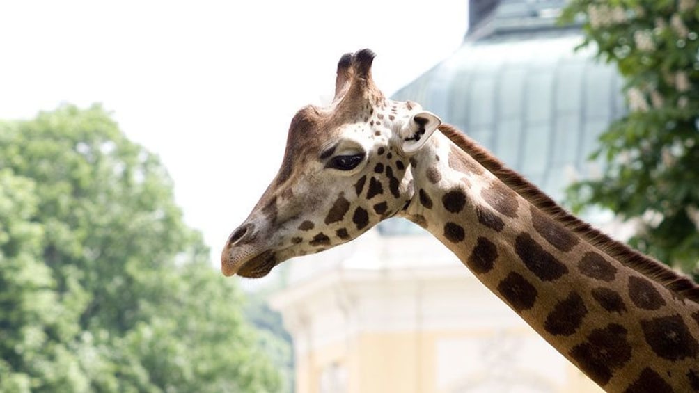 Foto 4 van 5. Giraffe at the Schoenbrunn Zoo in Vienna