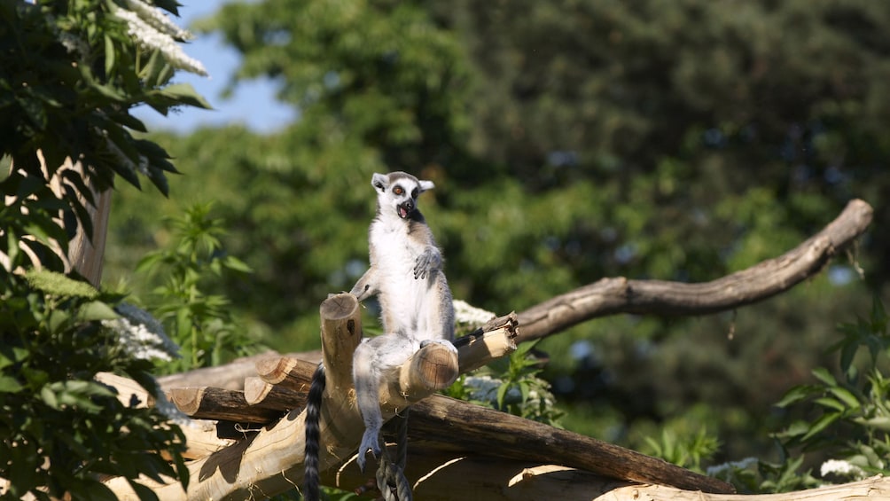 Foto 5 van 5. Lemur in a tree at the Schoenbrunn Zoo in Vienna