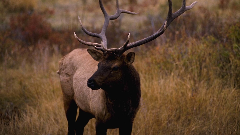 Close view of a deer at Grand Teton National Park in Jackson Hole