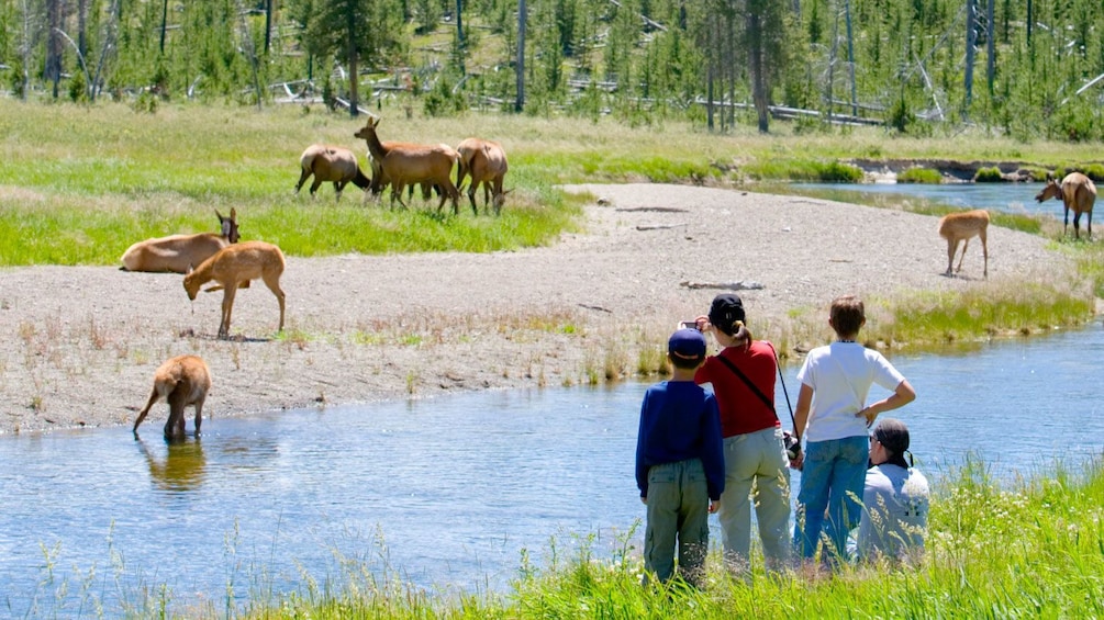 Family enjoys view of deer in front of them at Grand Teton National Park in Jackson Hole