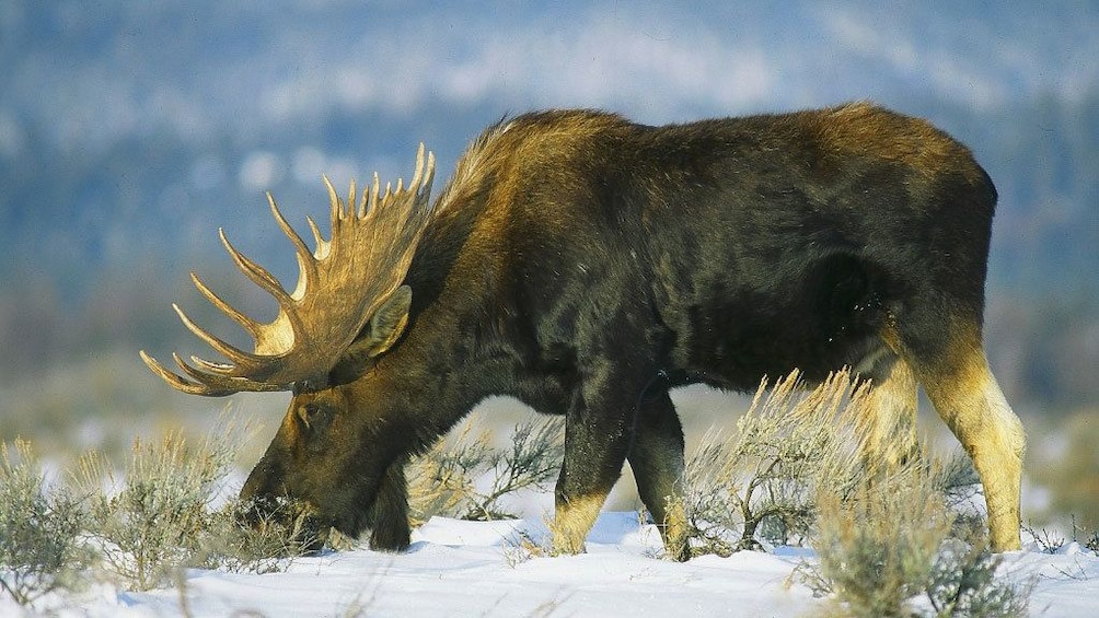 Animal at Grand Teton National Park