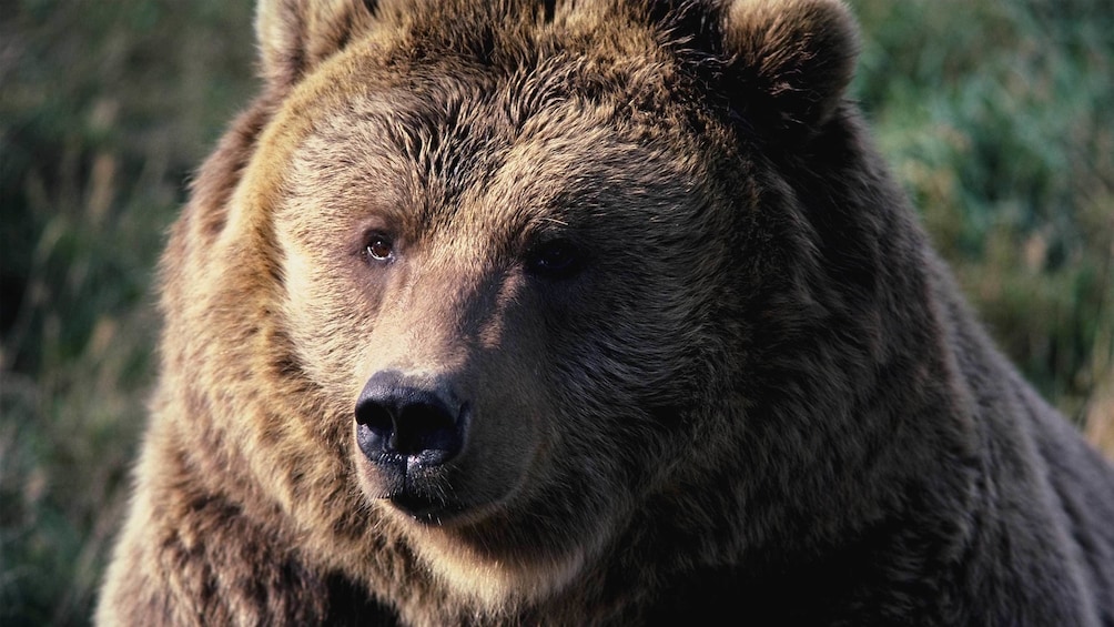 Close image of a bear at Grand Teton National Park