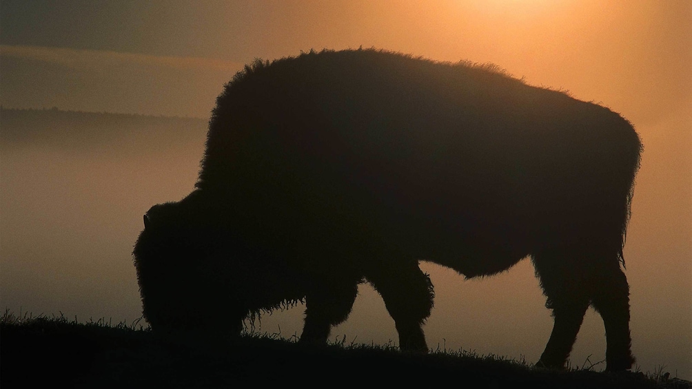 Shadow of a bison on the grass as the sun sets at Yellowstone National Park