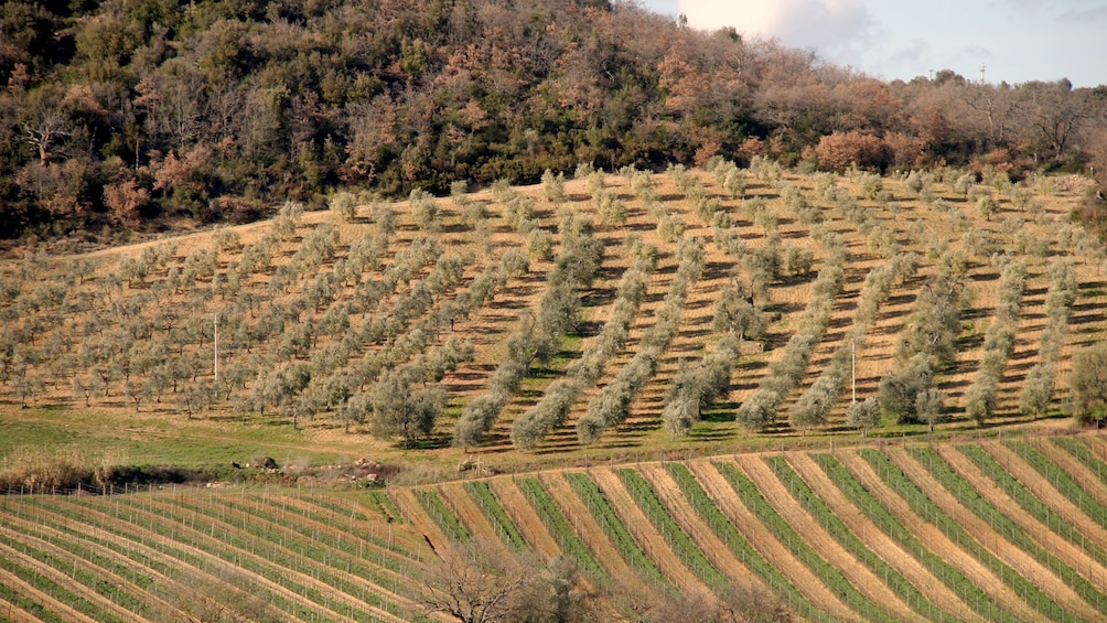 field on Tuscany Wine Tasting Tour in Italy