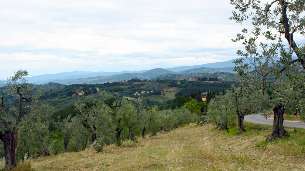 Vineyard view on Tuscany by Vespa tour in Italy