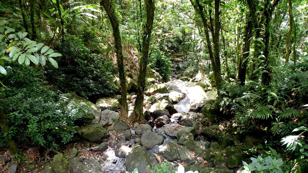 Small sun-dappled stream winding through the El Yunque rainforest in Puerto Rico
