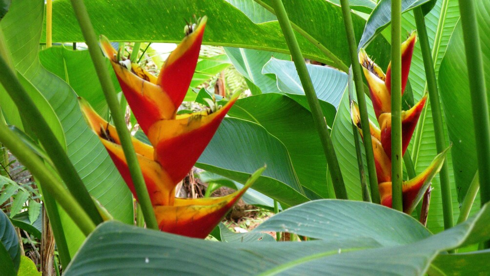 Close-up of orange bird of paradise flowers in the El Yunque rainforest