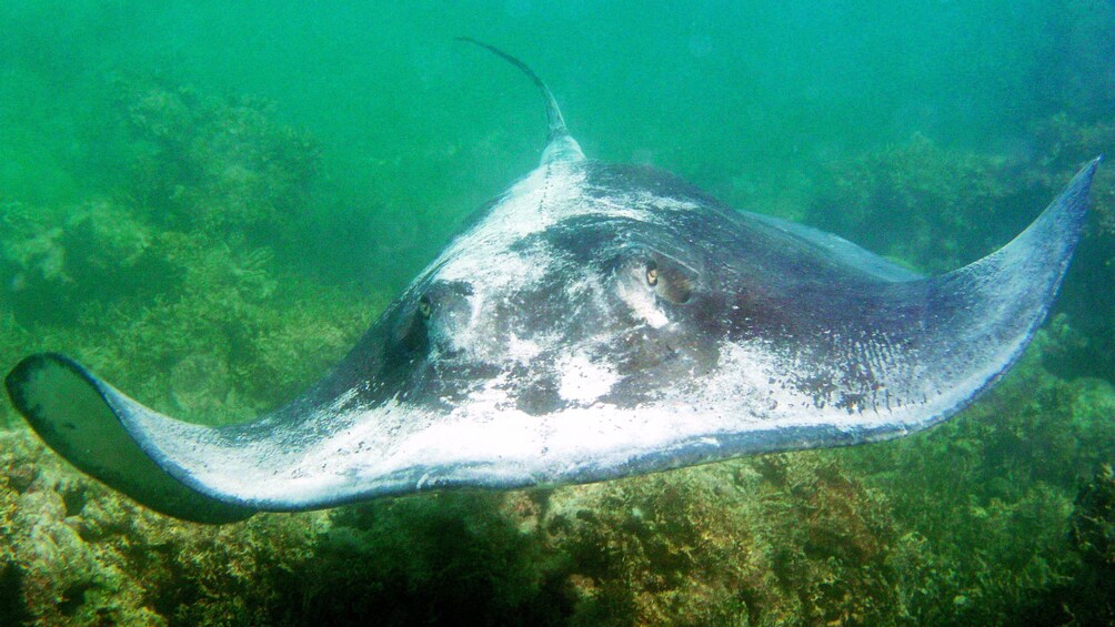 Show item 1 of 5. Stingray swimming underwater