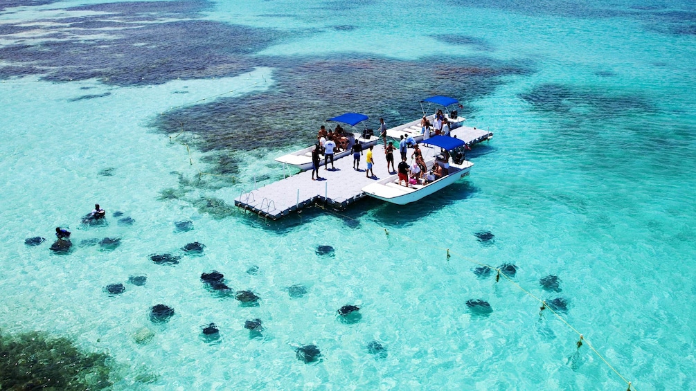Show item 4 of 5. free floating dock surrounded by stingrays in Antigua