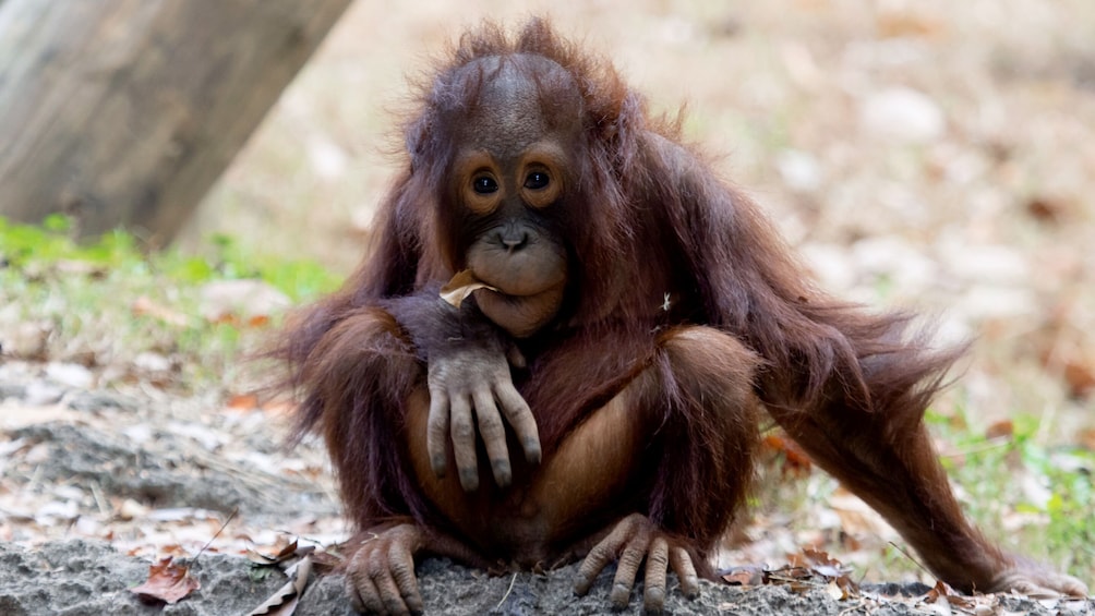 Atlanta CityPASS: Orangutan baby at Atlanta Zoo