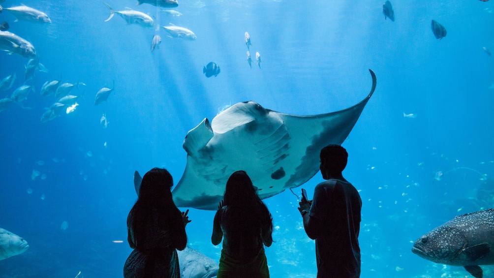 Atlanta CityPASS: Georgia Aquarium