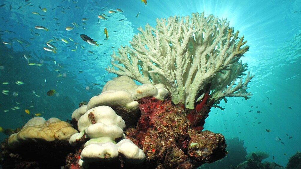 Similan Islands Trip By Speed Catamaran From Khao Lak