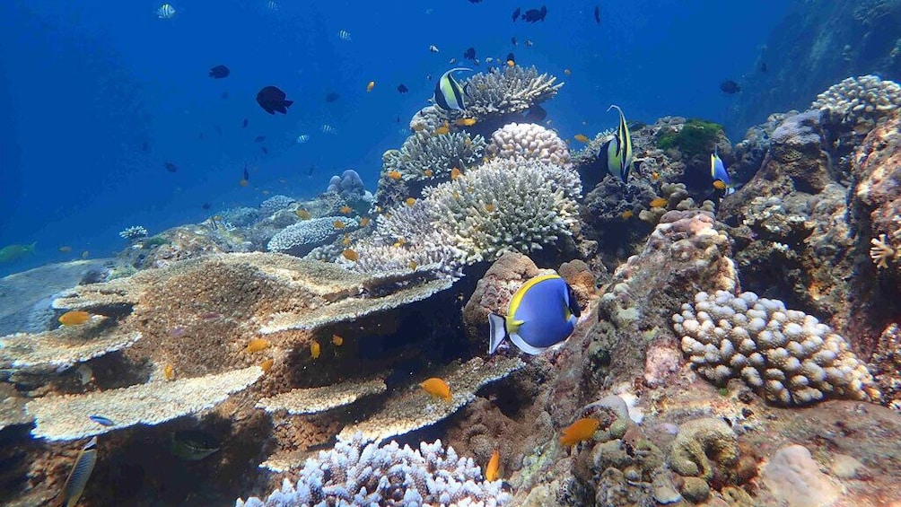 Similan Islands Trip By Speed Catamaran From Khao Lak