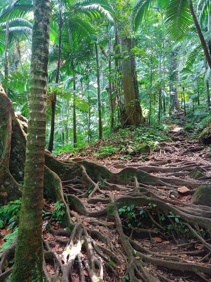 Half-Day Rainforest Hike