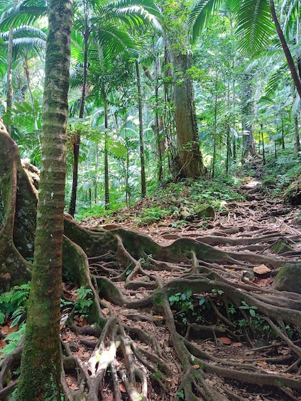 Half-Day Rainforest Hike