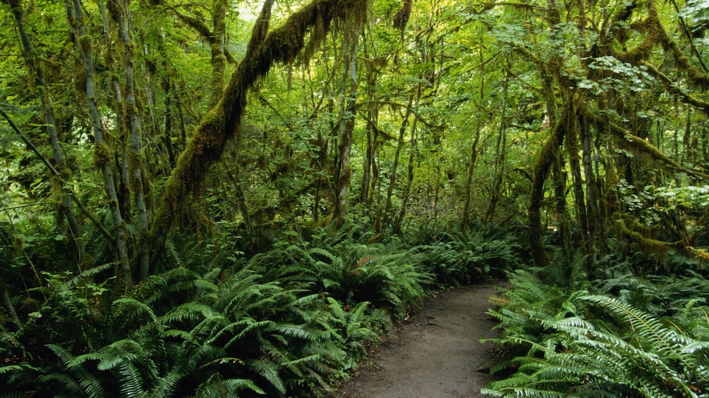 Dirt path through the rainforest in St Lucia