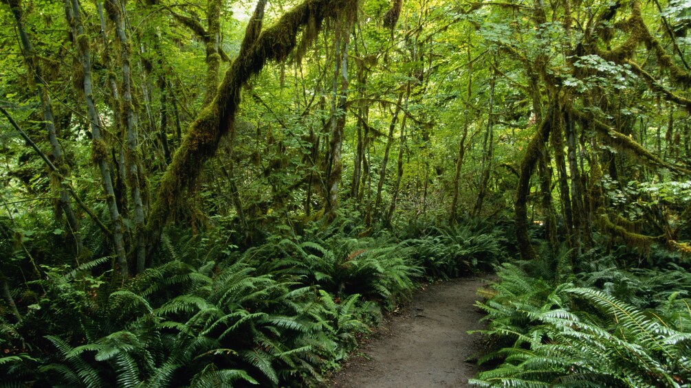 Dirt path through the rainforest in St Lucia