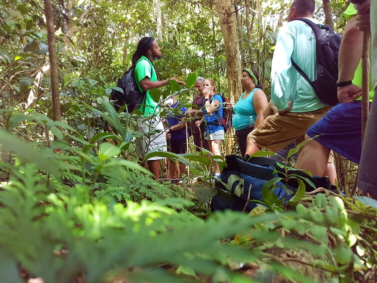 Half-Day Rainforest Hike