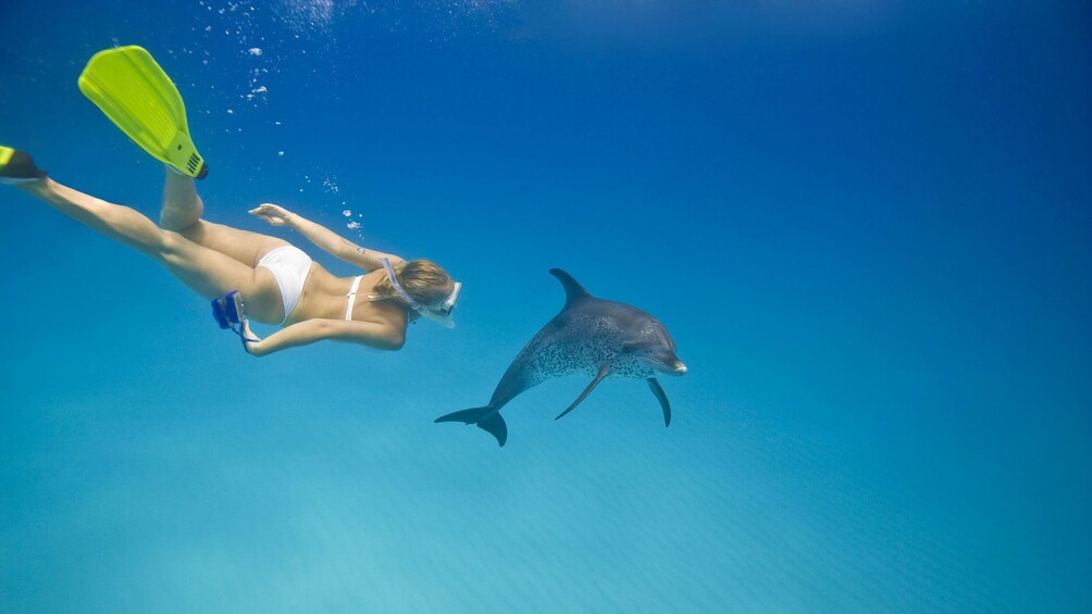 Snorkeling woman diving in the water near a dolphin in St Kitts